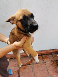 Alfie - Mixed Breed Dog