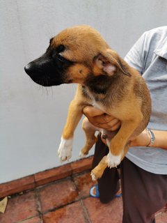 Alfie - Mixed Breed Dog