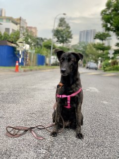 Luna - Mixed Breed Dog