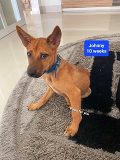 Johnny - Mixed Breed Dog