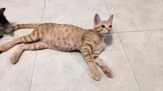 浅浅 - Domestic Short Hair Cat