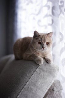 Pudding - British Shorthair + Scottish Fold Cat