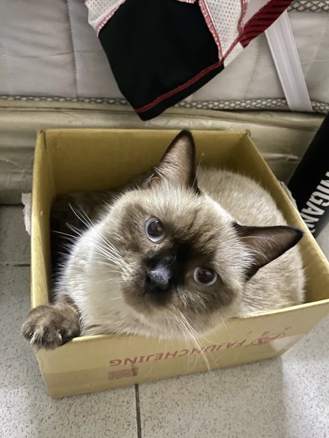 Bunbun - British Shorthair + Siamese Cat