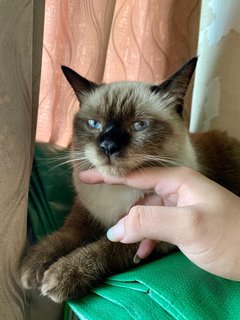 Bunbun - British Shorthair + Siamese Cat