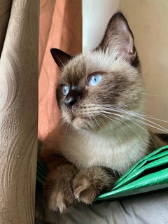 Bunbun - British Shorthair + Siamese Cat