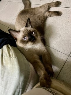 Bunbun - British Shorthair + Siamese Cat