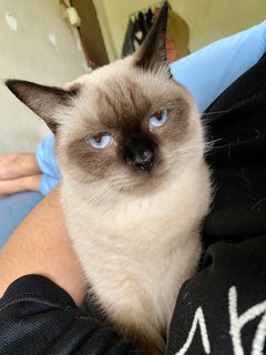 Bunbun - British Shorthair + Siamese Cat