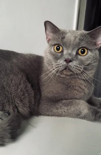 Jasper - British Shorthair Cat