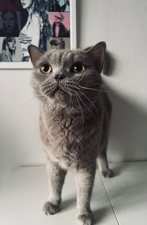 Jasper - British Shorthair Cat