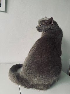 Jasper - British Shorthair Cat