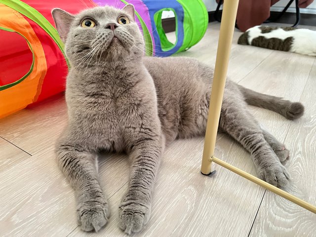 Jasper - British Shorthair Cat