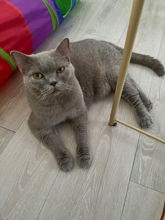 Jasper - British Shorthair Cat