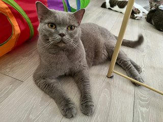 Jasper - British Shorthair Cat