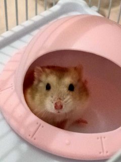 PF125562 - Striped Hamster Hamster