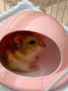 PF125562 - Striped Hamster Hamster