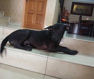 Juliana (Spayed) - Labrador Retriever Mix Dog