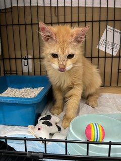 Yelo - Domestic Medium Hair Cat