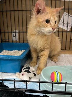 Yelo - Domestic Medium Hair Cat