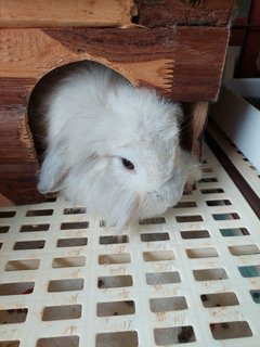 Floppy &amp; Kathy - Holland Lop Rabbit