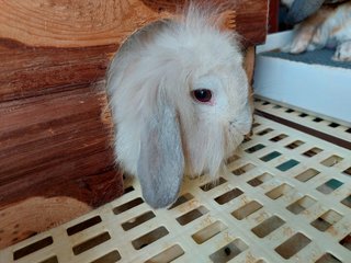 Floppy &amp; Kathy - Holland Lop Rabbit