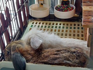 Floppy &amp; Kathy - Holland Lop Rabbit