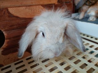 Floppy &amp; Kathy - Holland Lop Rabbit