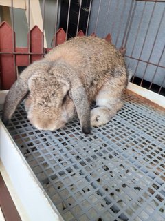 Floppy &amp; Kathy - Holland Lop Rabbit