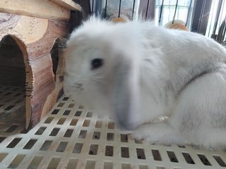 Floppy &amp; Kathy - Holland Lop Rabbit