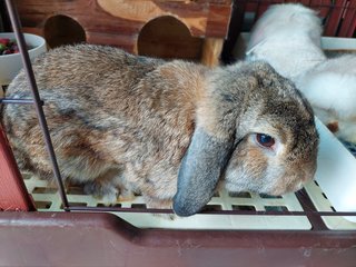 Floppy &amp; Kathy - Holland Lop Rabbit