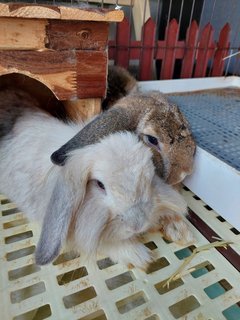 Floppy &amp; Kathy - Holland Lop Rabbit