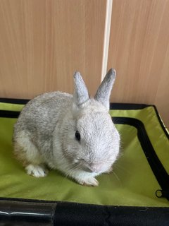 Bun Bun - Netherland Dwarf Rabbit