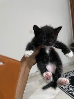 Hitam - Domestic Medium Hair Cat