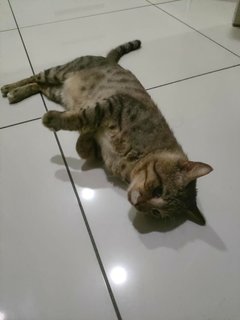 Daha 1 - Tabby Cat