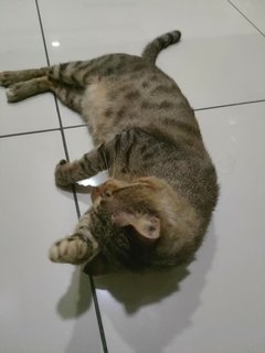 Daha 1 - Tabby Cat