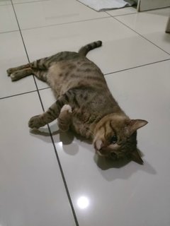 Daha 1 - Tabby Cat