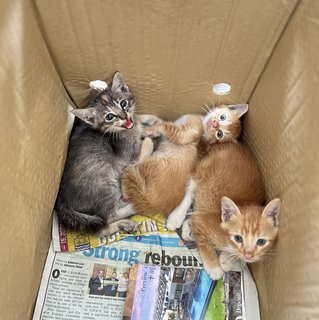 Cutie Kittens - Domestic Short Hair Cat