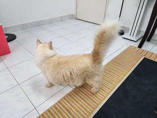 Lion - Domestic Medium Hair Cat