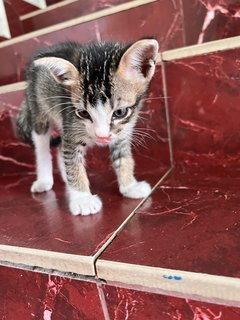 Li Hua - Domestic Medium Hair Cat