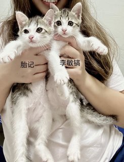 Li Ming Hao - Domestic Medium Hair Cat