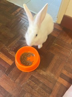 Pixie - Netherland Dwarf + Lionhead Rabbit