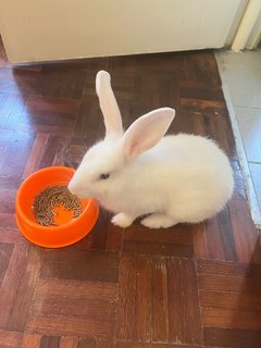 Pixie - Netherland Dwarf + Lionhead Rabbit