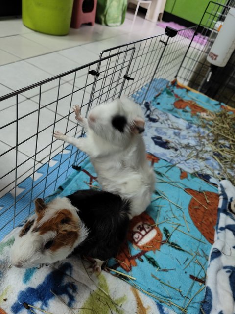 Snowy &amp; Hazel - Guinea Pig Small & Furry