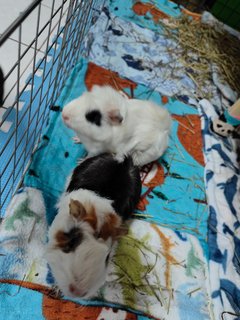 Snowy &amp; Hazel - Guinea Pig Small & Furry