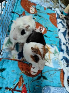 Snowy &amp; Hazel - Guinea Pig Small & Furry