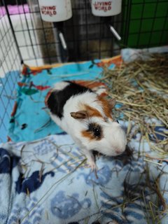 Snowy &amp; Hazel - Guinea Pig Small & Furry