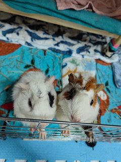 Snowy &amp; Hazel - Guinea Pig Small & Furry