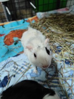 Snowy &amp; Hazel - Guinea Pig Small & Furry