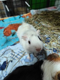 Snowy &amp; Hazel - Guinea Pig Small & Furry