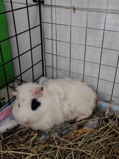 Snowy &amp; Hazel - Guinea Pig Small & Furry