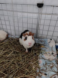 Snowy &amp; Hazel - Guinea Pig Small & Furry